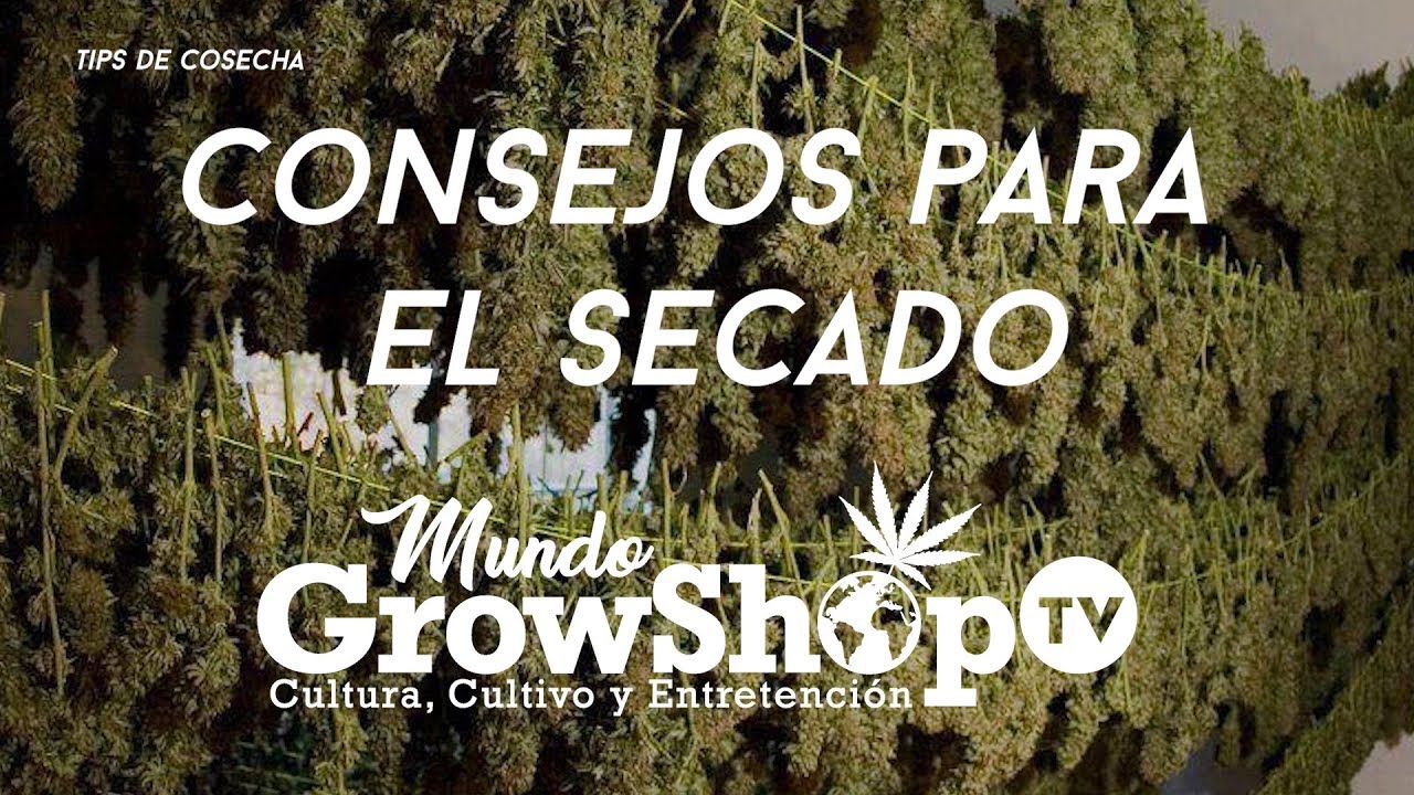 TIPS DE COSECHA - SECADO