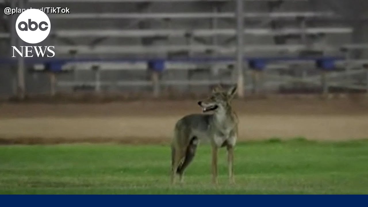 Video shows moment coyote attacks boy at softball game