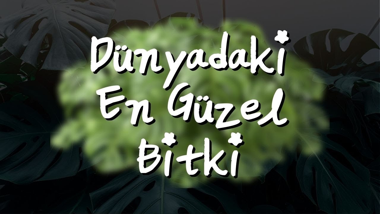 EVİNİZİ PİNTEREST EVİ YAPMAK İSTİYORSANIZ ÖNCE BU VİDEOYU İZLEYİN | PİNTEREST BİTKİLERİ 101