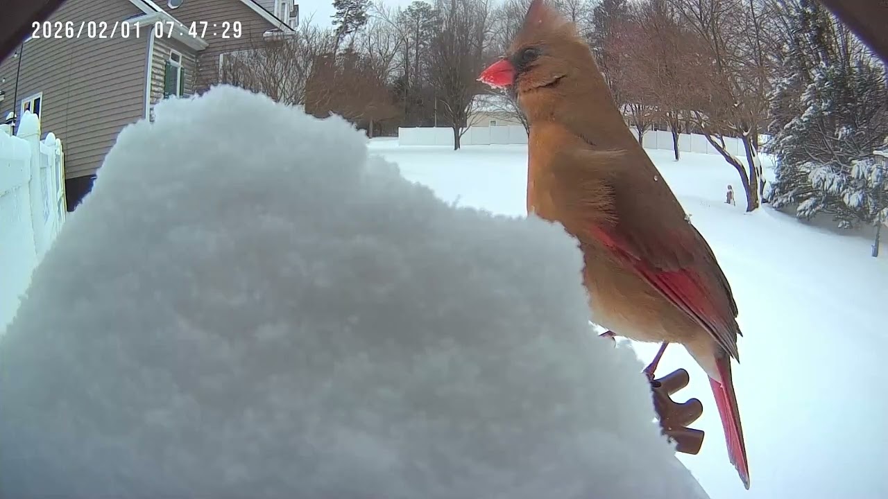 Action at the Bird Feeder