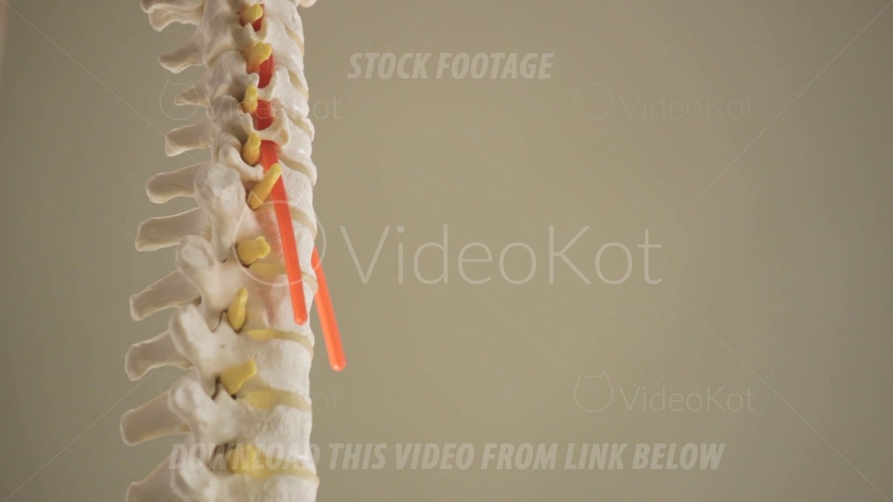 Close-up of a model of the spine