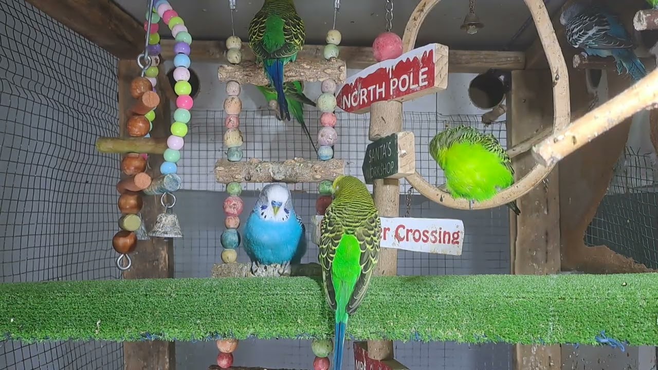 “Talkative parrot vibes 💬🦜 #FunnyPets #Trend”