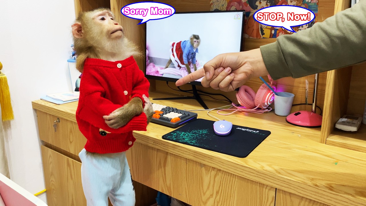 Monkey Lyly is planning to get her mom to stop her from watching movies on the computer.