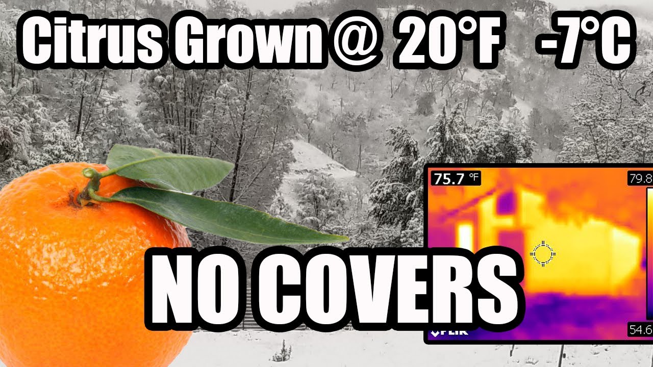 Growing Citrus in Cold Climates - Owari Satsuma Mandarin Tree