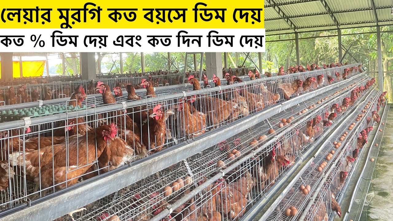 লেয়ার মুরগি কত দিন বয়স থেকে ডিম দেয় কত দিন ডিম দেয় | কত % ডিম দেয় | layer murgi palan | Aminagro 