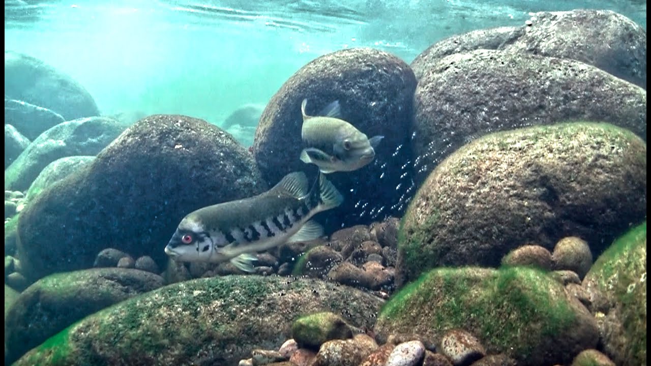 Tomocichla tuba King of the river