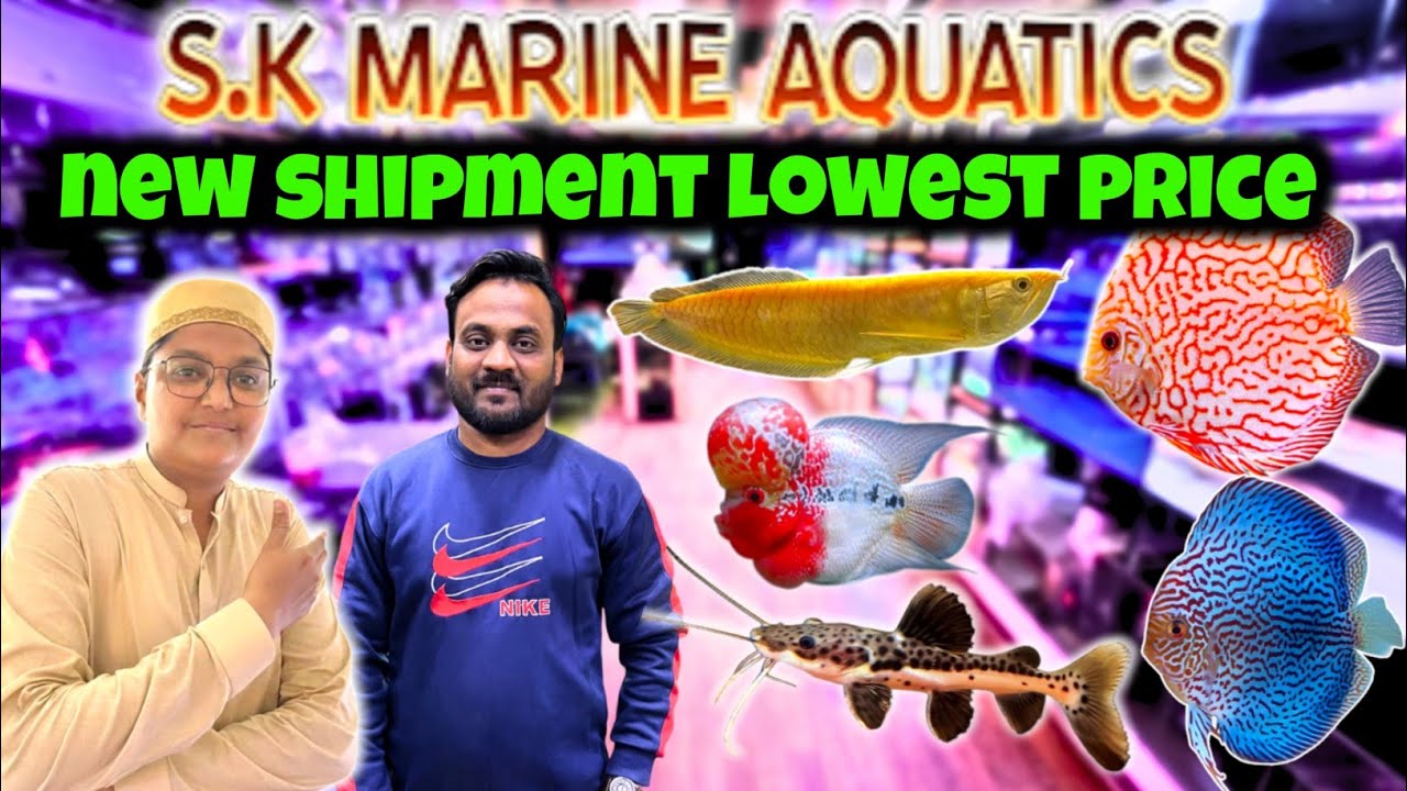 Lowest Price Aquarium Fish Shipment | S.K Marine Aquatics Karachi lalukhet wholesale | Kami Razzaq