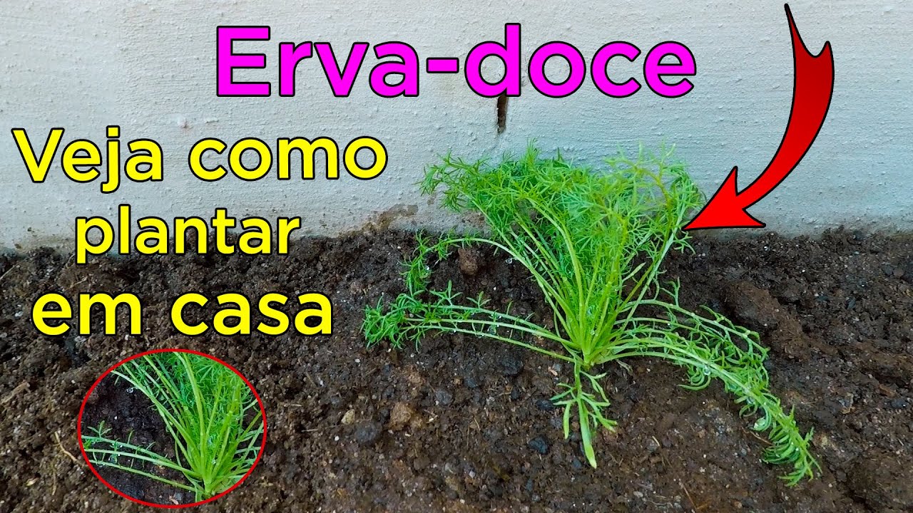 Erva-Doce Como Plantar e Cultivar em Casa