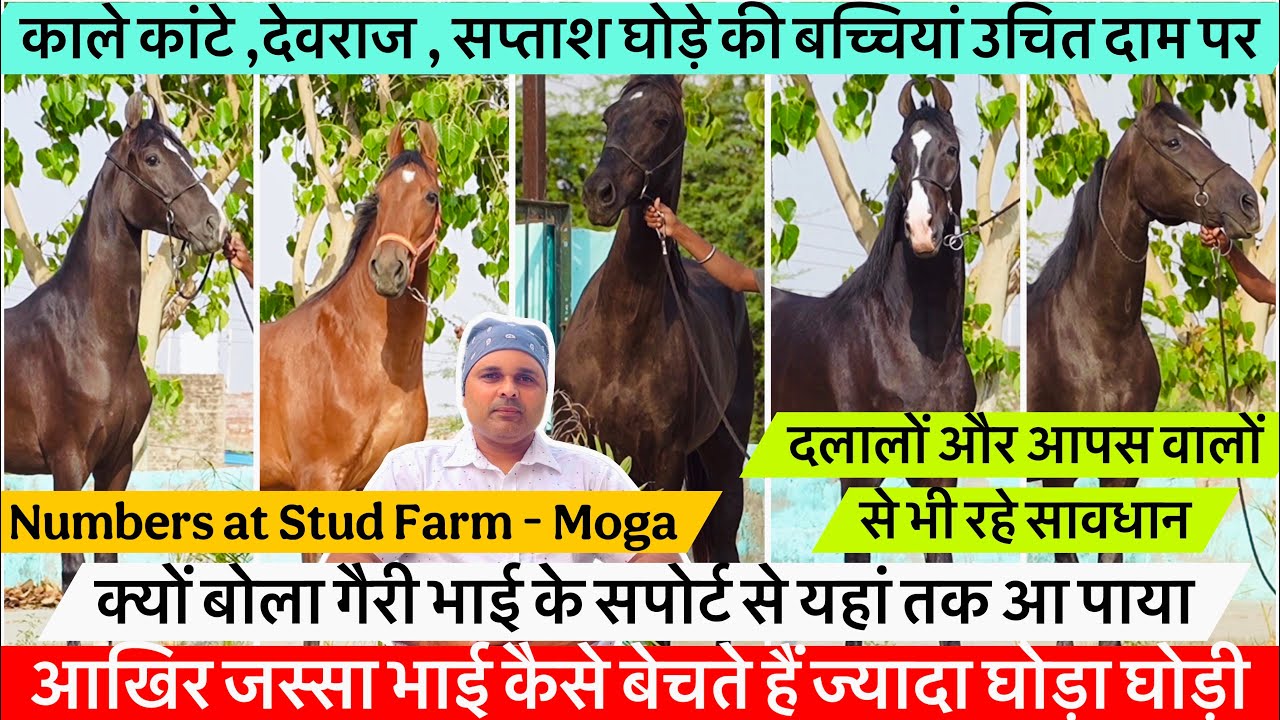 काला कांटा ,देवराज,सप्ताश घोड़े की बच्चियां उचित दम पर दलालों से बचे !