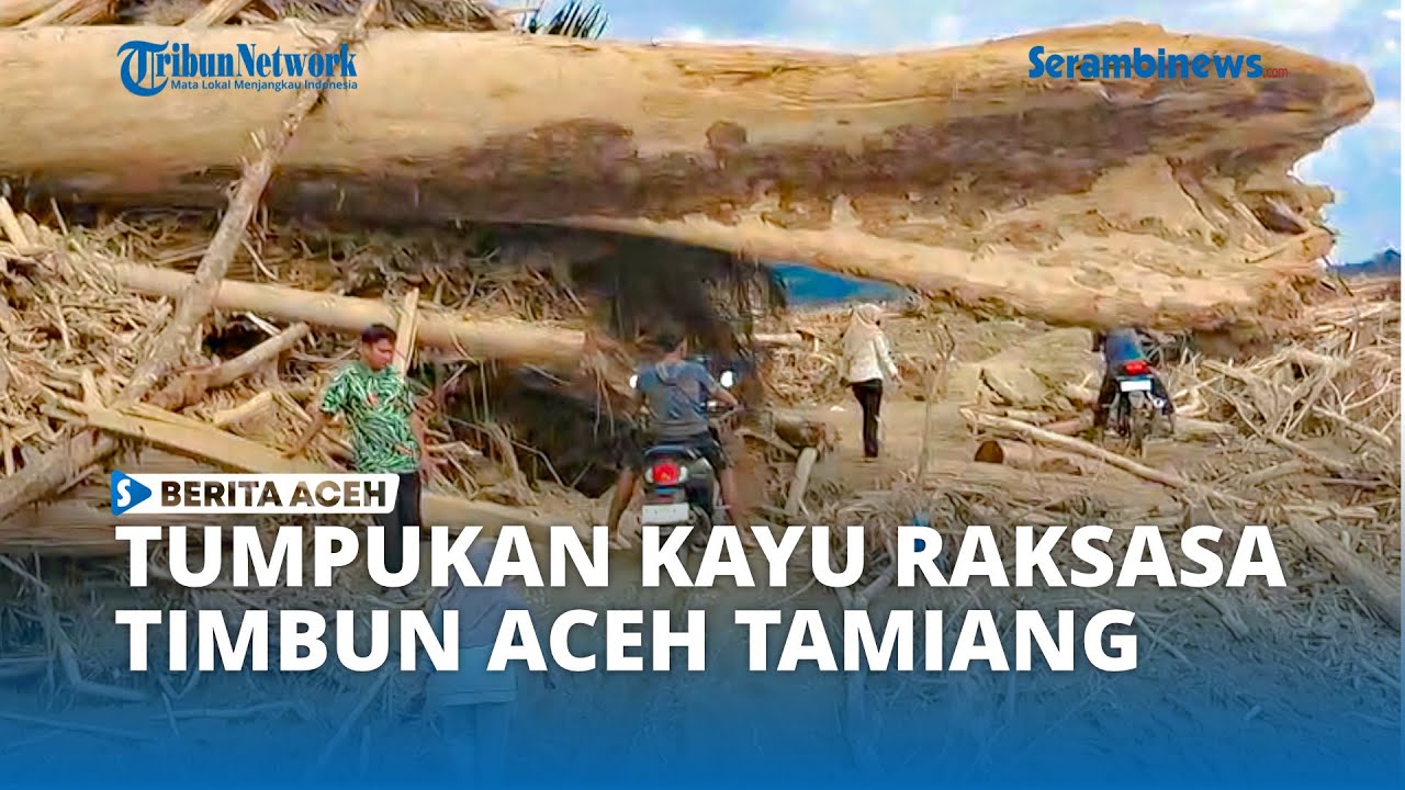Ribuan Ton Kayu Bekas Tebang Liar Ditemukan di Pedalaman Aceh Tamiang