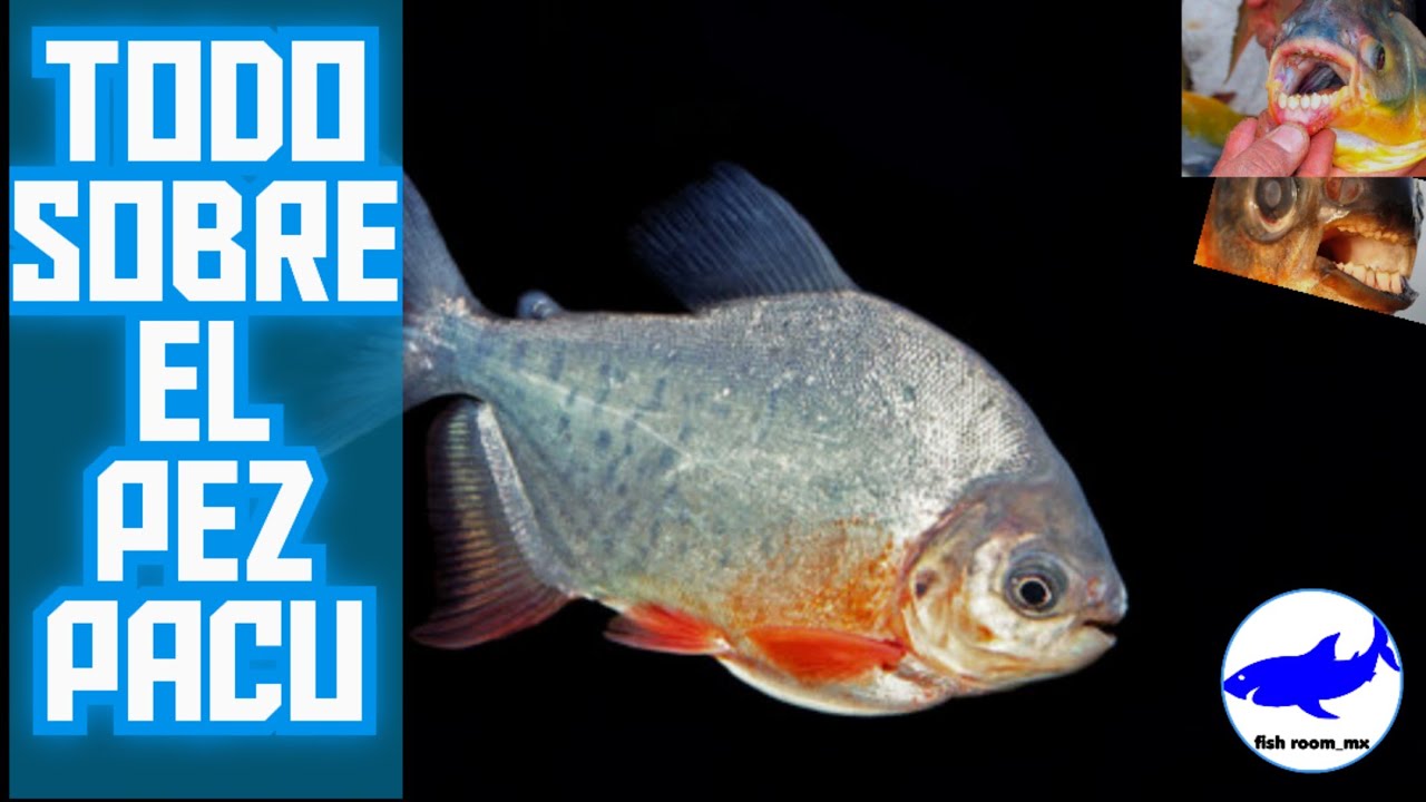 cuidados del pez pacu