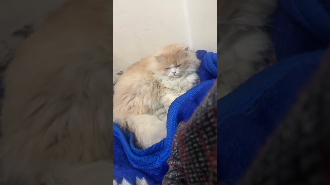 Sheru is live!