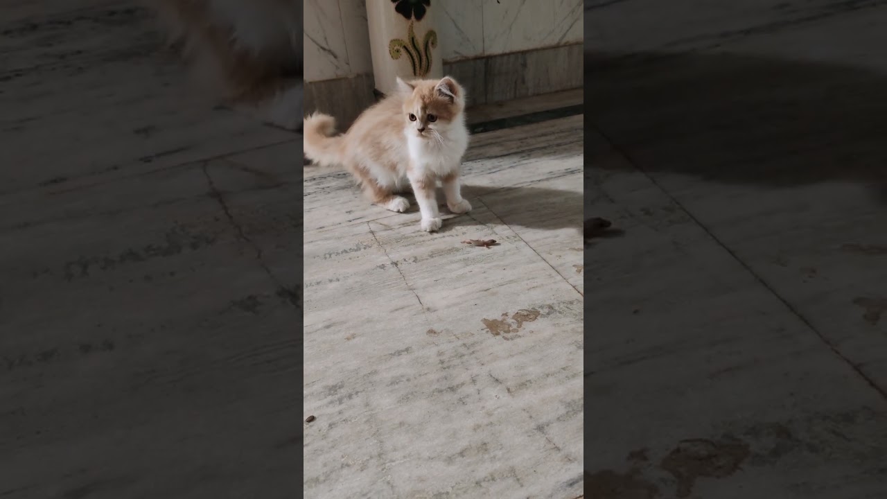 The Cutest Cats On The Internet 🐾 | Must Watch Cat Video