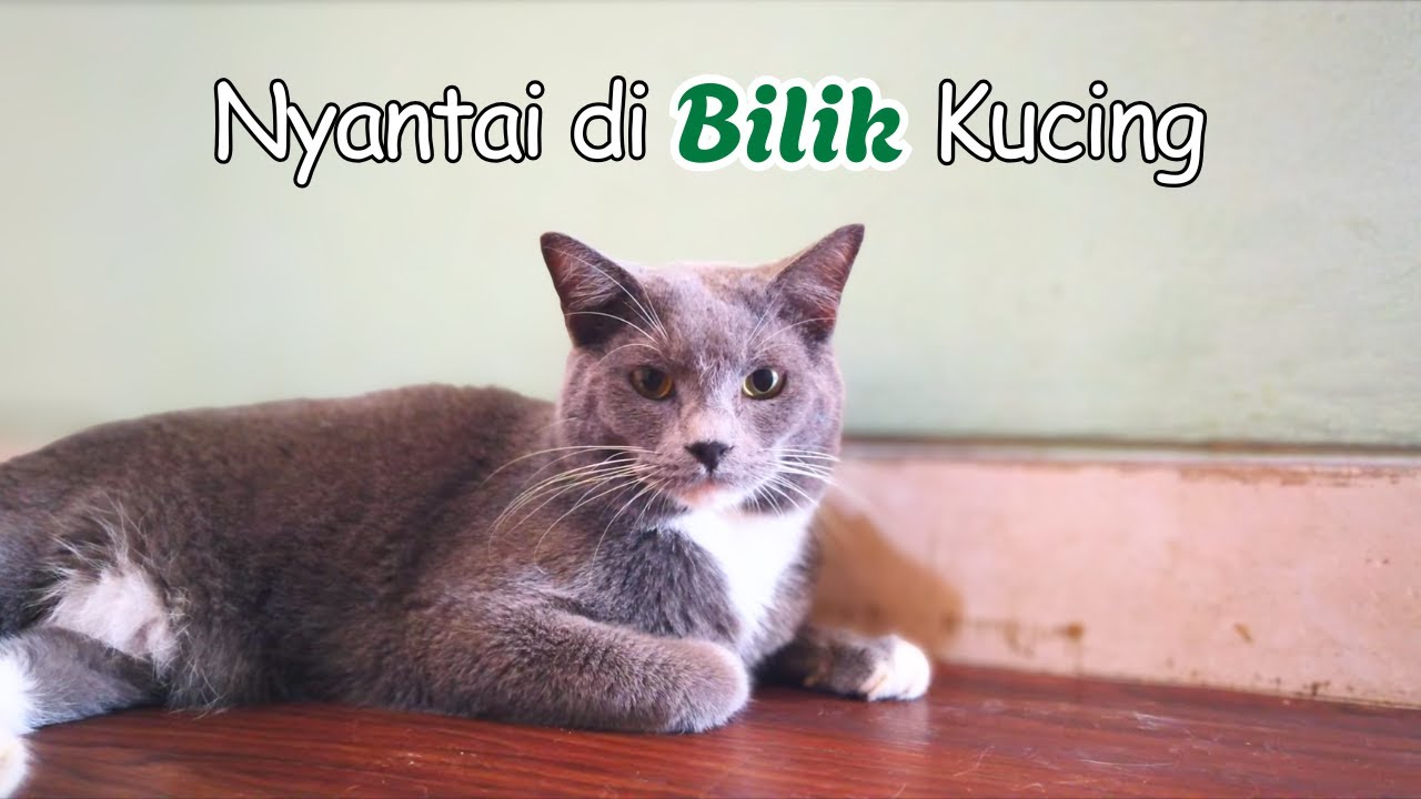 Berkunjung ke Cafe Kucing | Bilik kucing Cat Cafe |