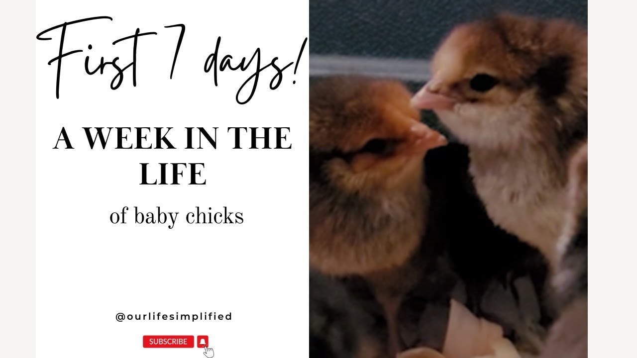 First 7 Days of a Baby Chick's Life! Watch the Progression as Each Day Passes for 7 Days!