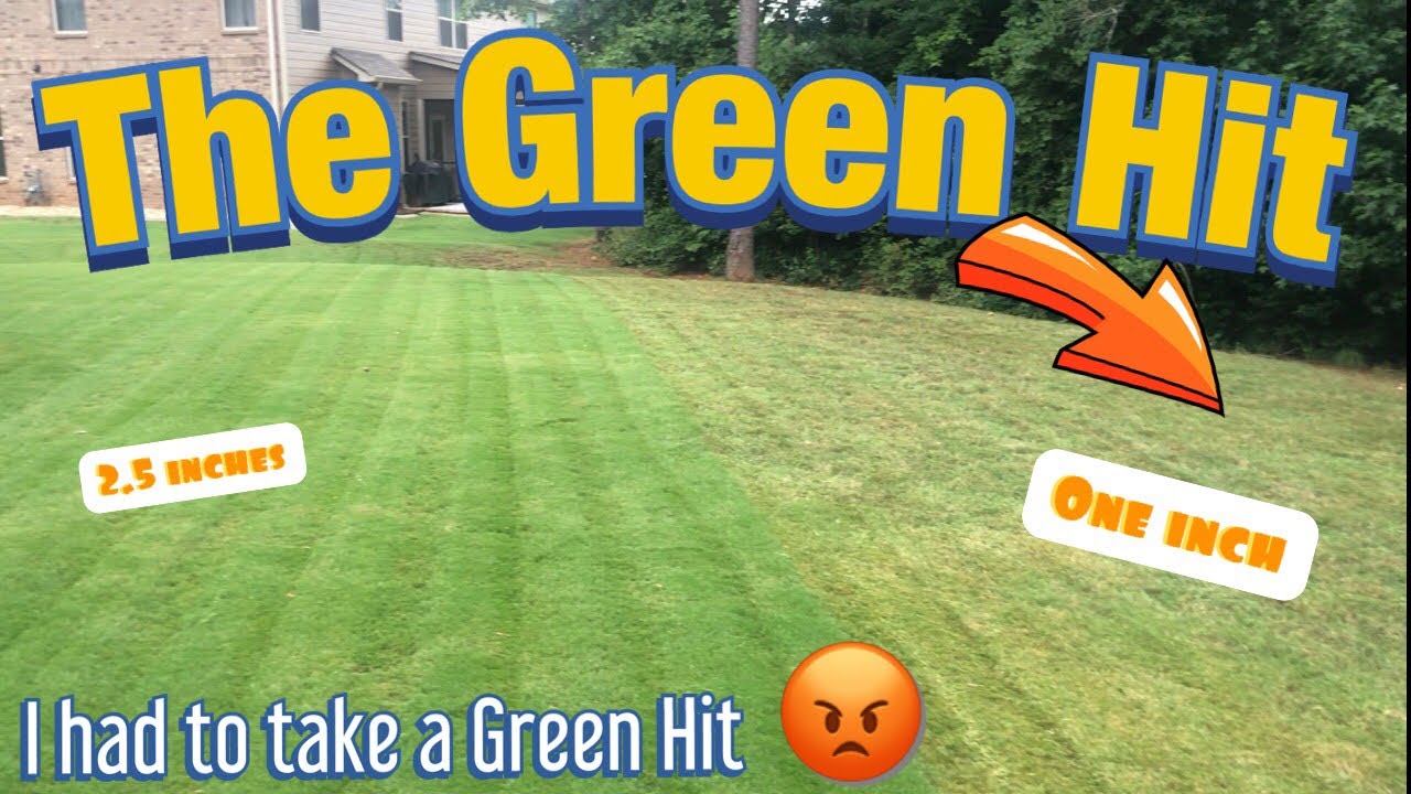 I had to take a GREEN HIT!! Summer Bermuda Grass Tips, Brown Bermuda grass lawn