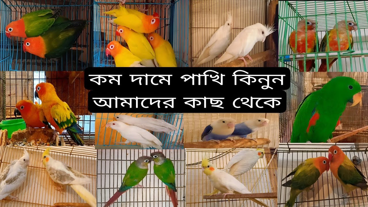 কমের মধ্যে ভালো পাখি কিনুন আমাদের খামার থেকে // 2025 // Nov // 29 // সকল পাখির রাজ্য