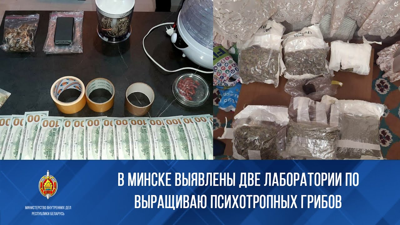 В Минске выявлены две лаборатории по выращиваю психотропных грибов
