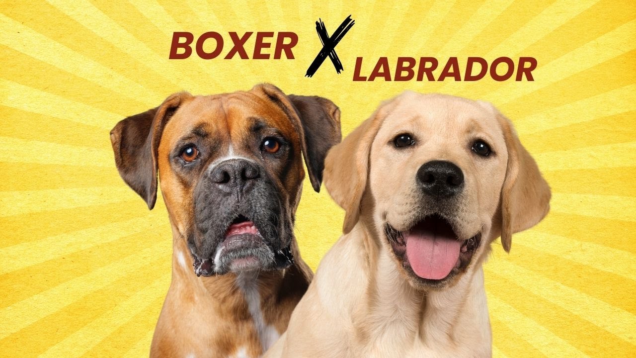 Boxador – The Loyal Boxer Lab Mix You’ll Instantly Love