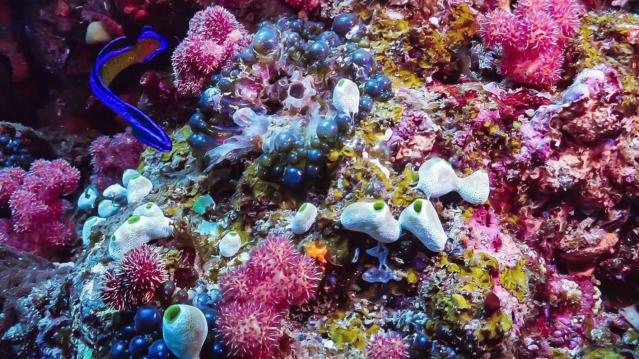 Coral Garden Sodwana South Africa