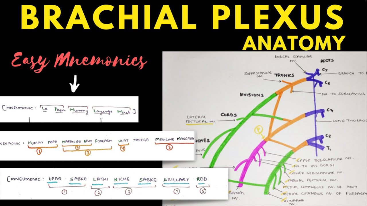 Brachial Plexus Anatomy | Easy Mnemonic | Upper Limb Anatomy