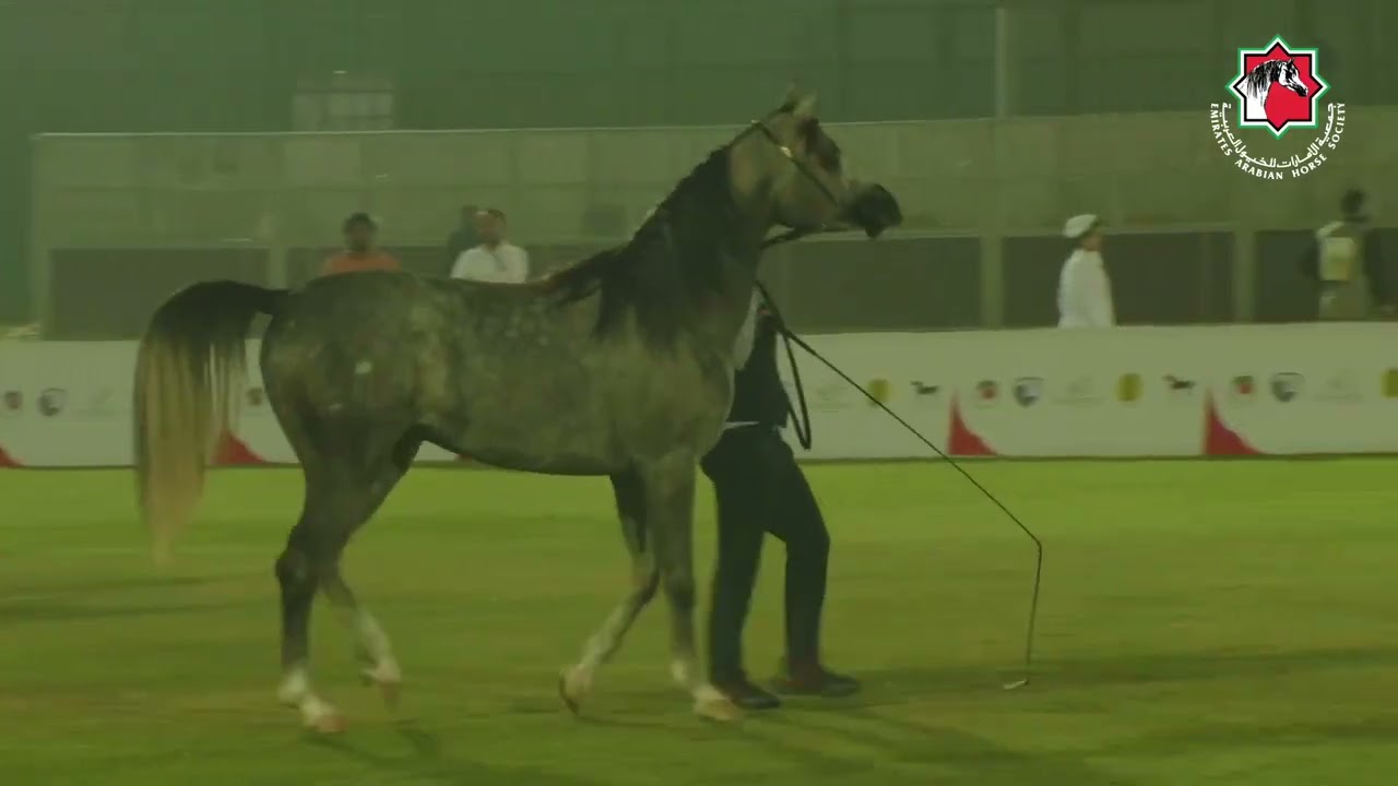 84 - AL ARYAM YUM - RAMADAN ARABIAN HORSE CHAMPIONSHIP AL DHAFRAH 2026