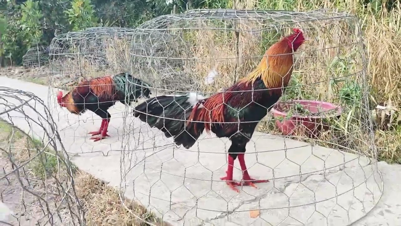 21/2.Ae hợp LH:@9.76.73.84.42.top 4 em 🐔 chơi liên 