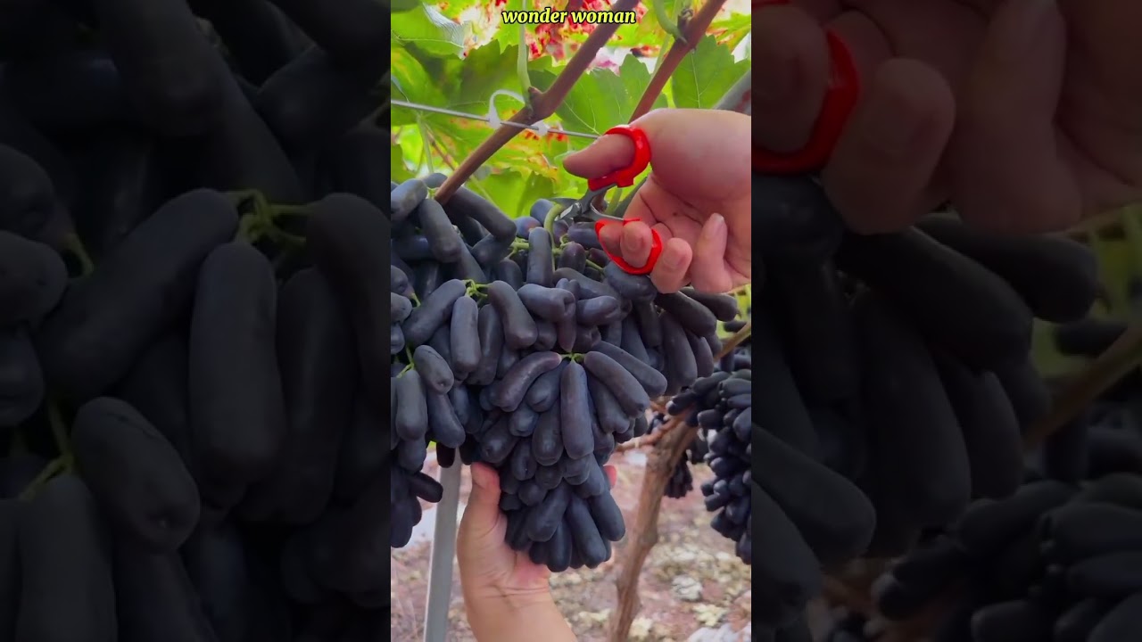 picking fresh grapes straight from the tree🍇🍇.                                           