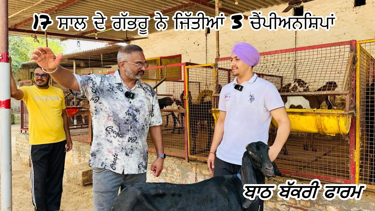 17 ਸਾਲ ਦੇ ਗੱਭਰੂ ਨੇ ਜਿੱਤੀਆਂ 3 ਚੈਂਪੀਅਨਸ਼ਿਪਾਂ | ਬਾਠ ਬੱਕਰੀ ਫਾਰਮ
