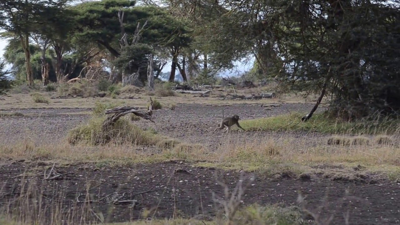 Yellow Baboon Submission Behaviors
