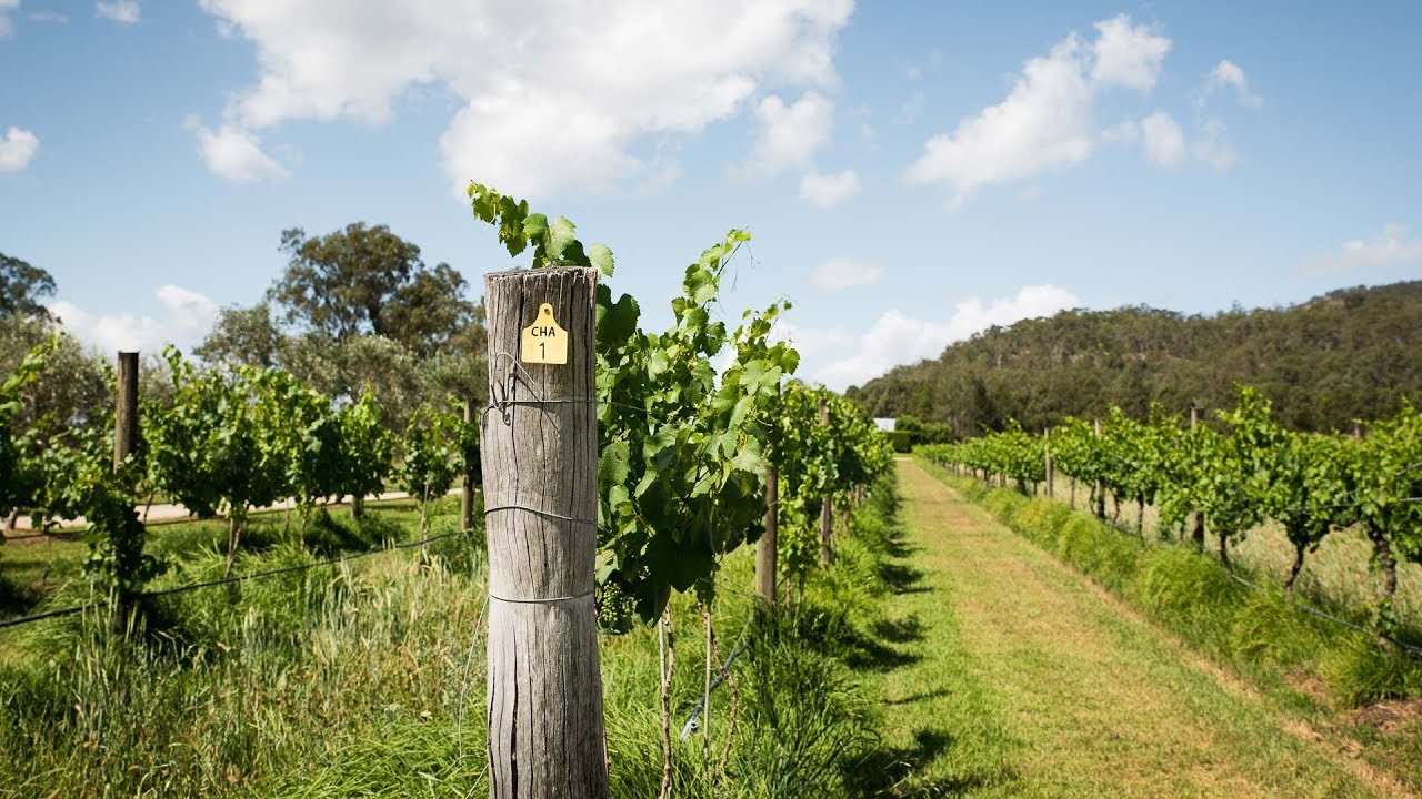The history and evolution of Chardonnay in Margaret River