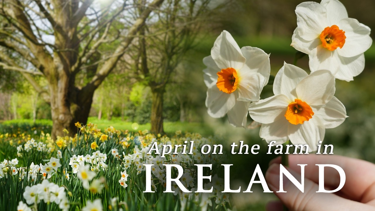 my morning routine | rural life in Ireland | slow living vlog | spring in Ireland | walk with me