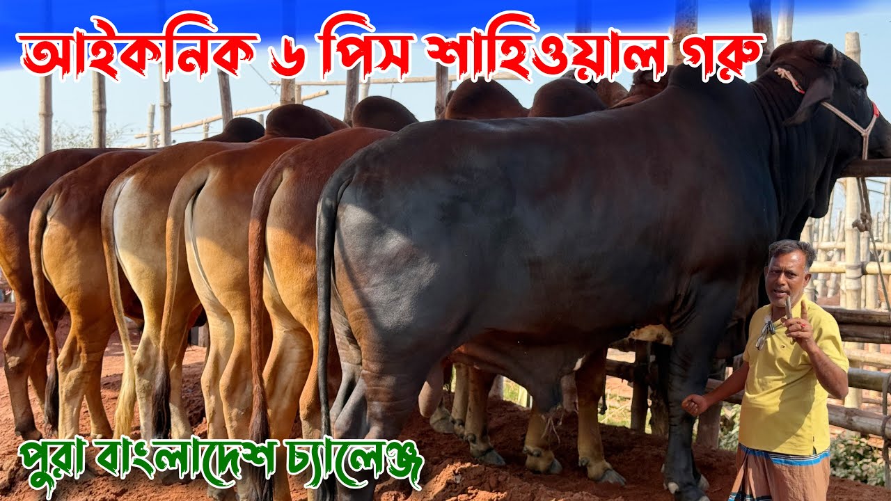 চোঁখধাধানো আইকনিক বড় বড় ৬ শাহিওয়াল গরু। ২০২৬ কোরবানি উপযোগী। রাজশাহী সিটি হাট 