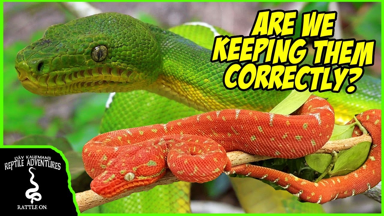 EMERALD TREE BOAS IN THE WILD! (Are we keeping them correctly?)