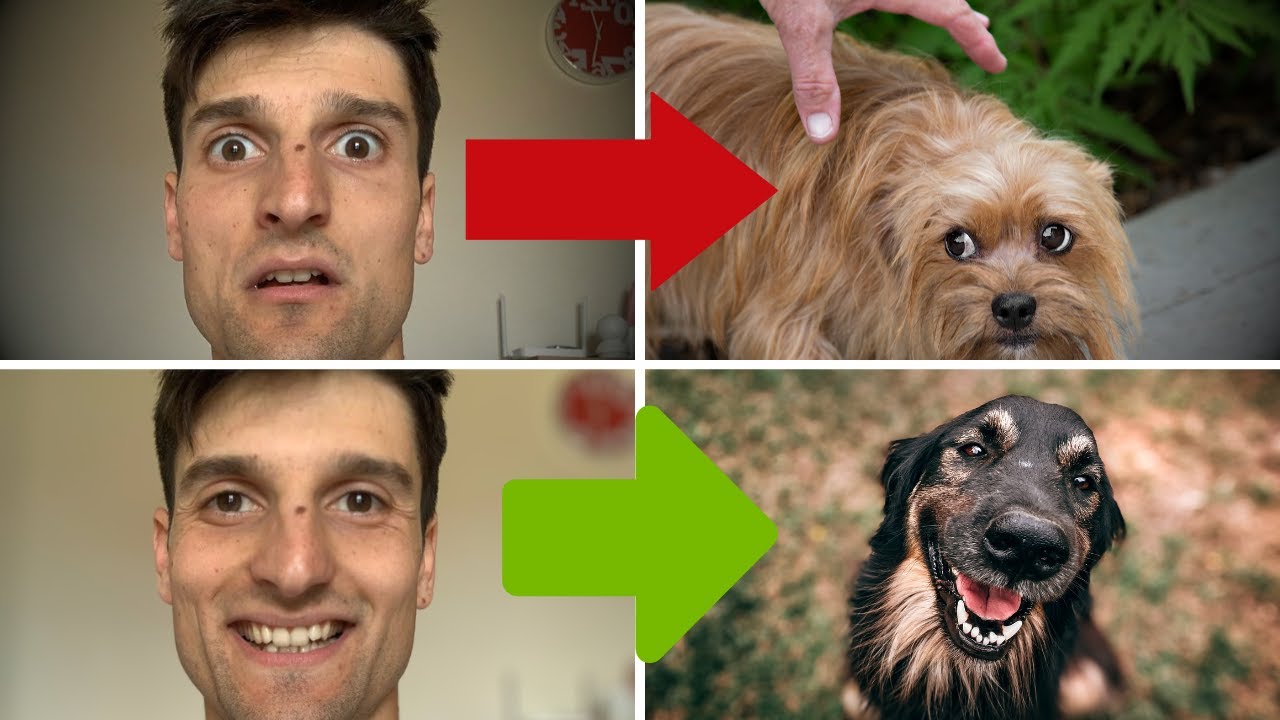 Come le tue emozioni cambiano il tuo cane: l'OSMOSI EMOZIONALE