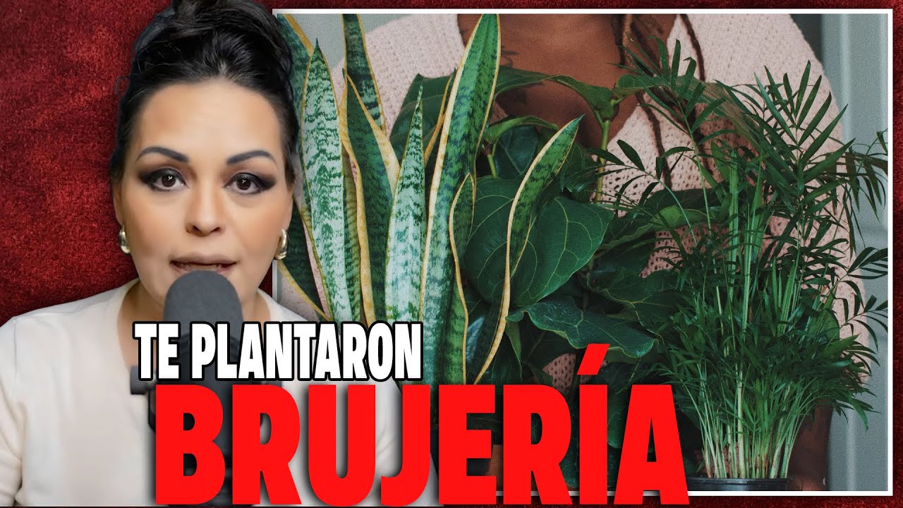 😠⚠️NO VAS A CREER QUIEN PLANTO BRUJERÍA EN TU CASA  🌱 Y LO QUE VA A PASAR TE SORPRENDERÁ ‼️#karma