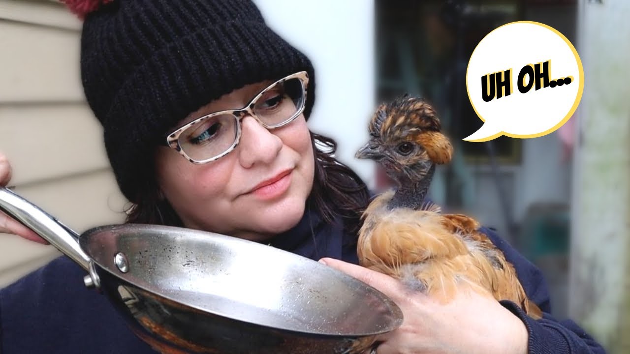 Chickens Stopped Laying Eggs? Here&rsquo;s Why!🍳🐔😭