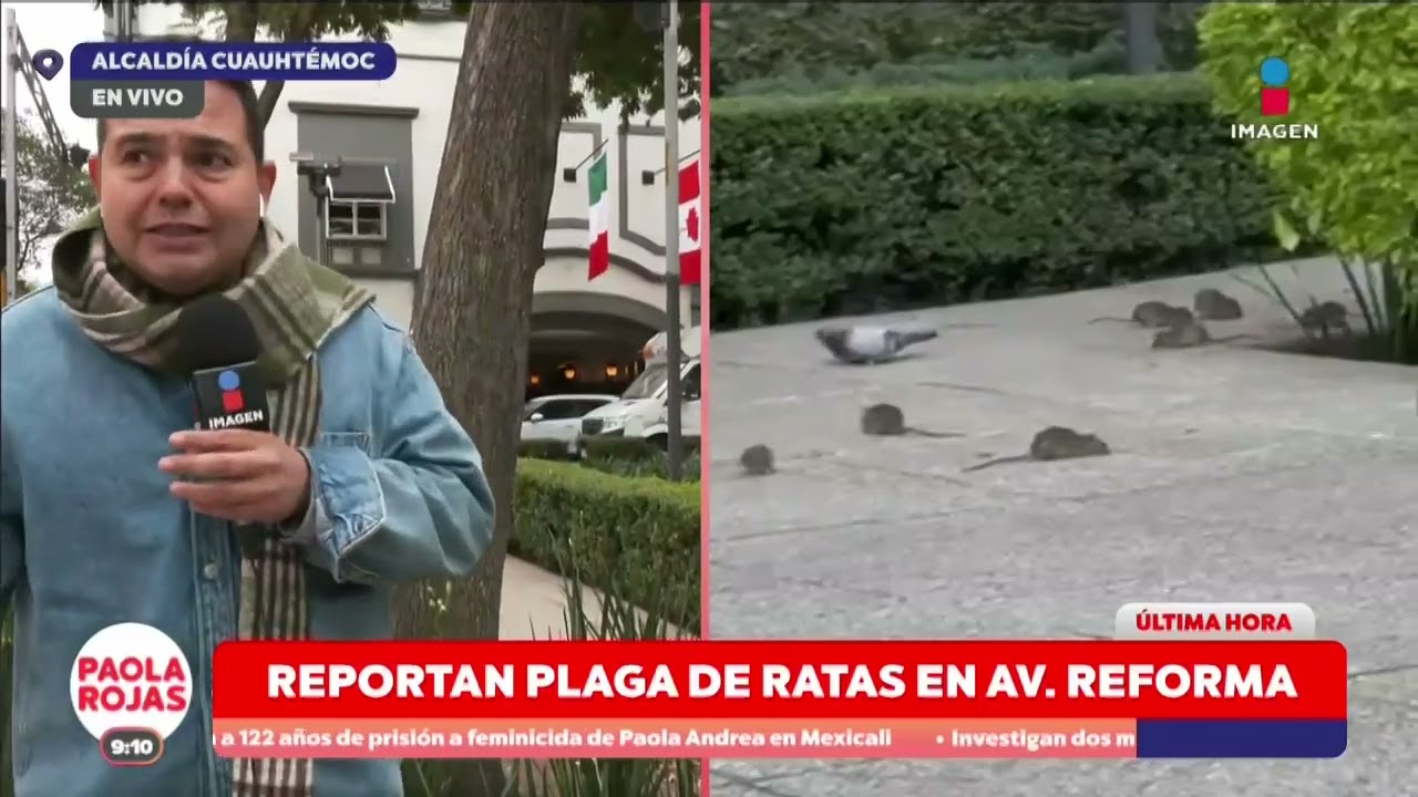 Ratas invaden Avenida Reforma | DPC con Paola Rojas