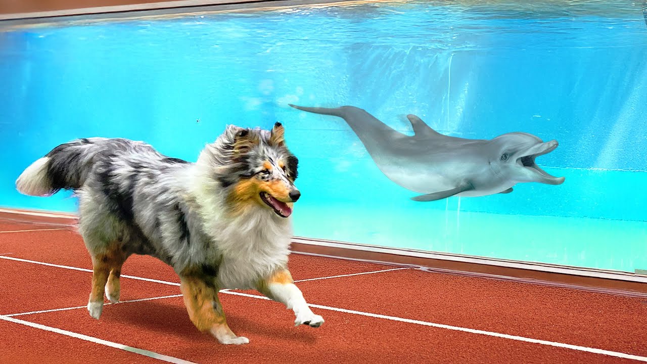 L'INCREDIBILE SFIDA tra CANI e DELFINI! 🐶🐬