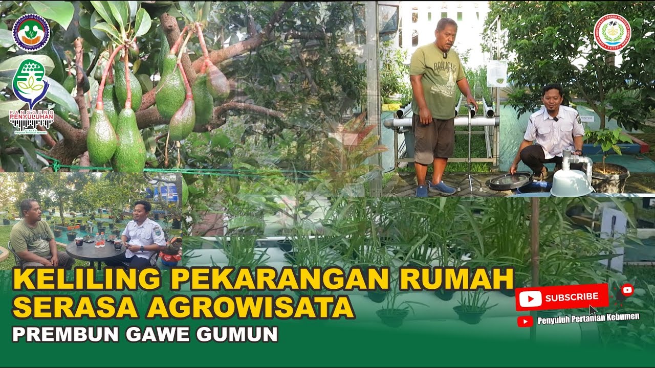 KELILING PEKARANGAN RUMAH SERASA AGROWISATA // Prembun Gawe Gumun