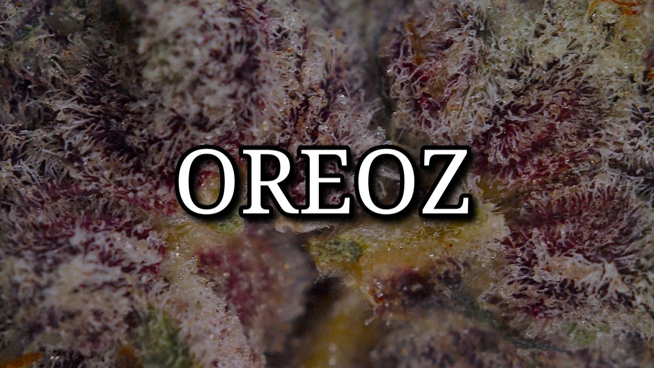OREOZ OFFICIAL STRAIN REVIEW
