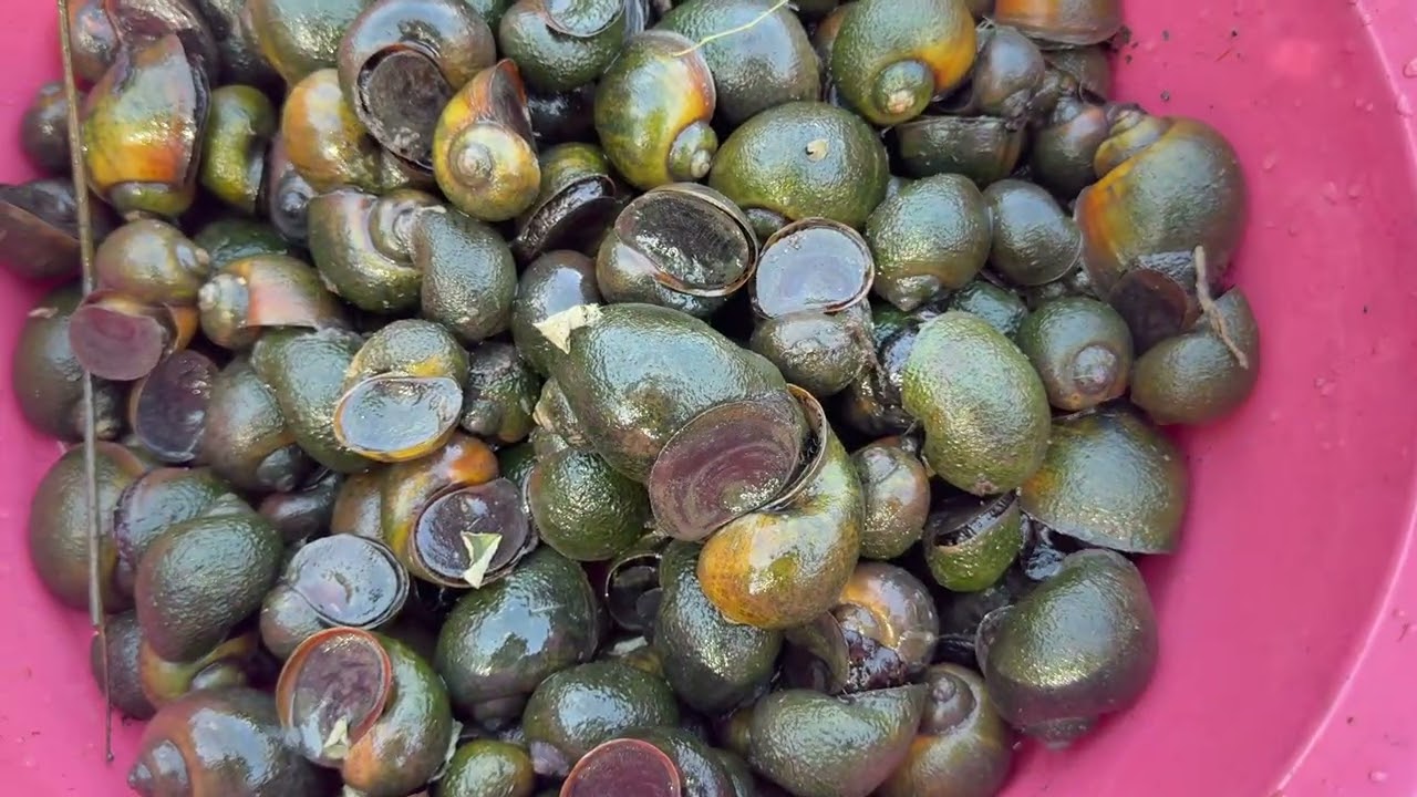 How to Easily Catch a LOT of Snails in the Lake: Secrets That Actually Work on It!