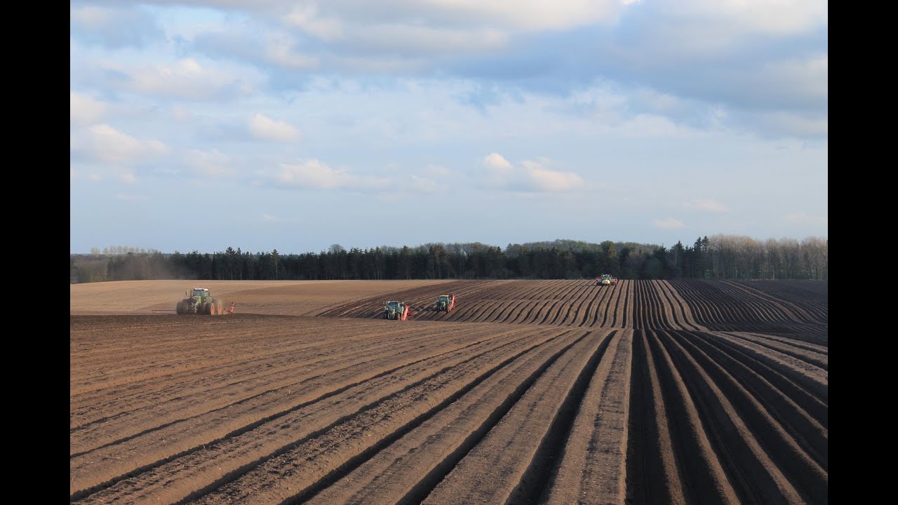 Nørregård Planteavl kartoffellægning 2021