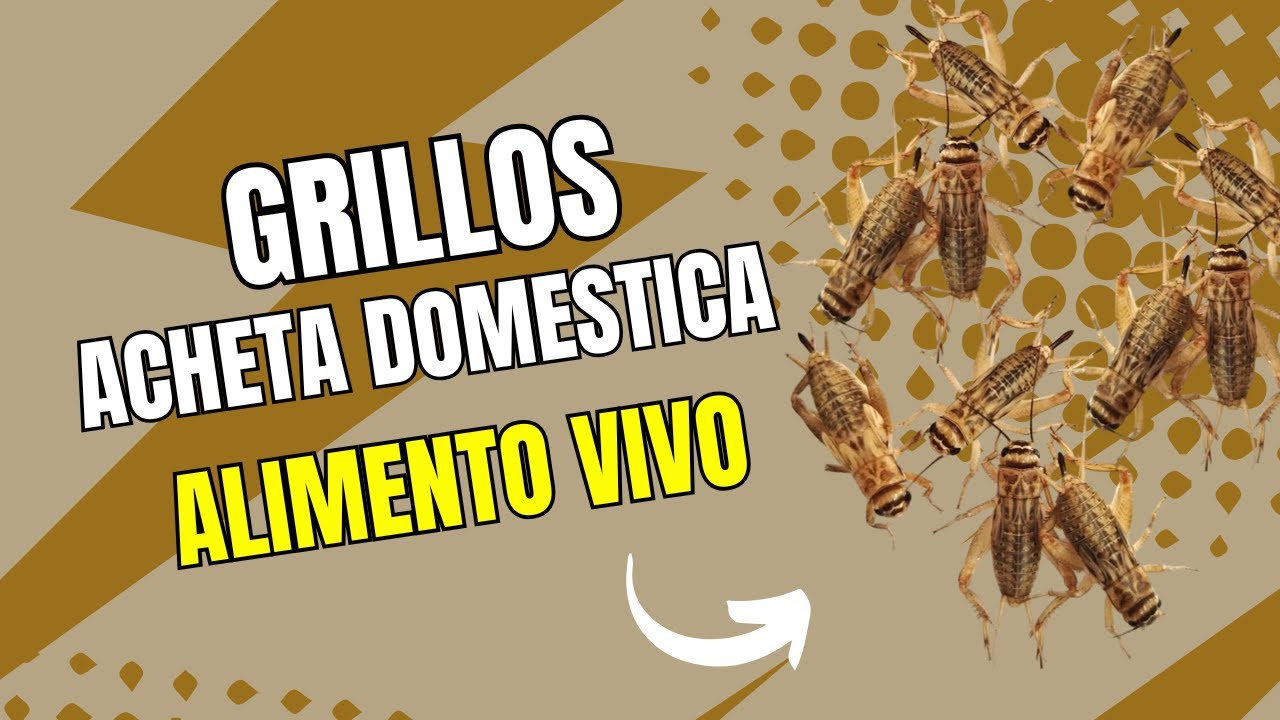 👉 Grillos Acheta Domestica: El Alimento Vivo Perfecto para Reptiles y Anfibios 🦗🔥 #grillos #insects