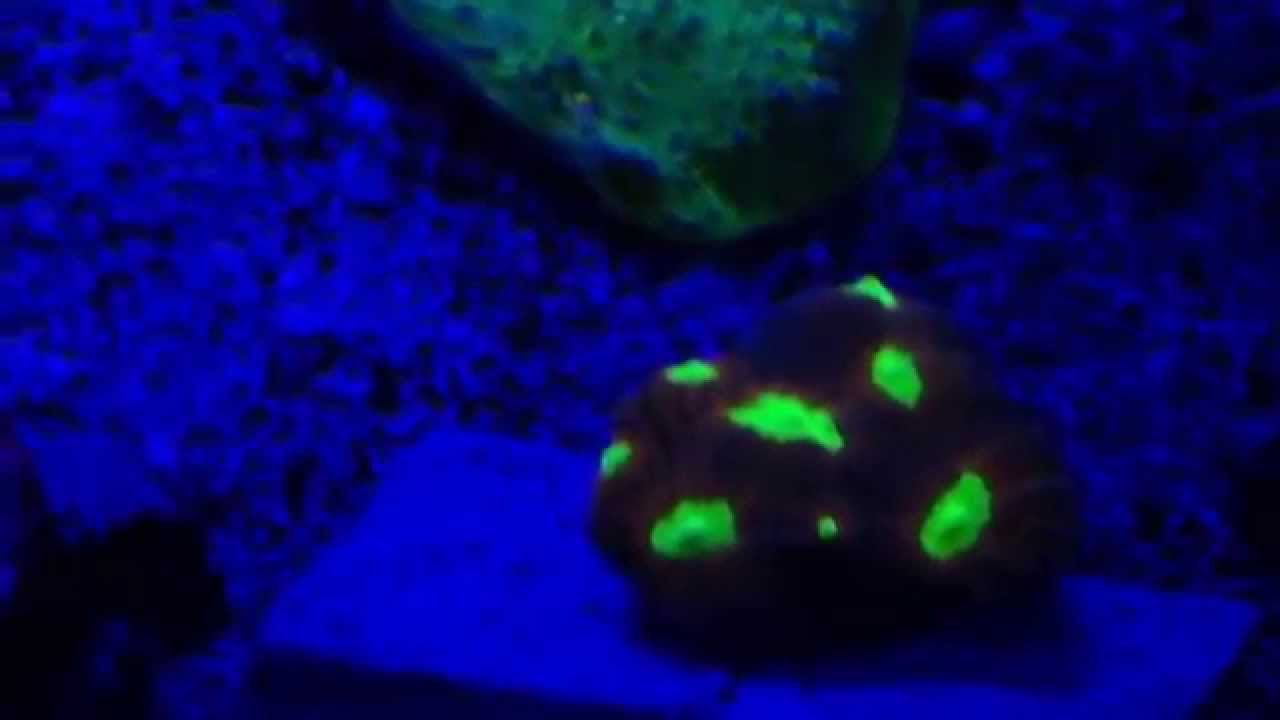 ALL CHALICE CORALS -- my 130 gallon reef