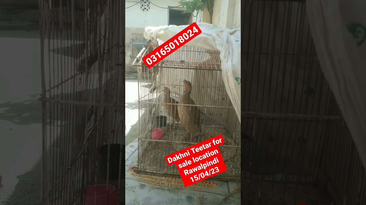 Dakhni Teetar pair for sale Rawalpindi#teetarforsale #teetar