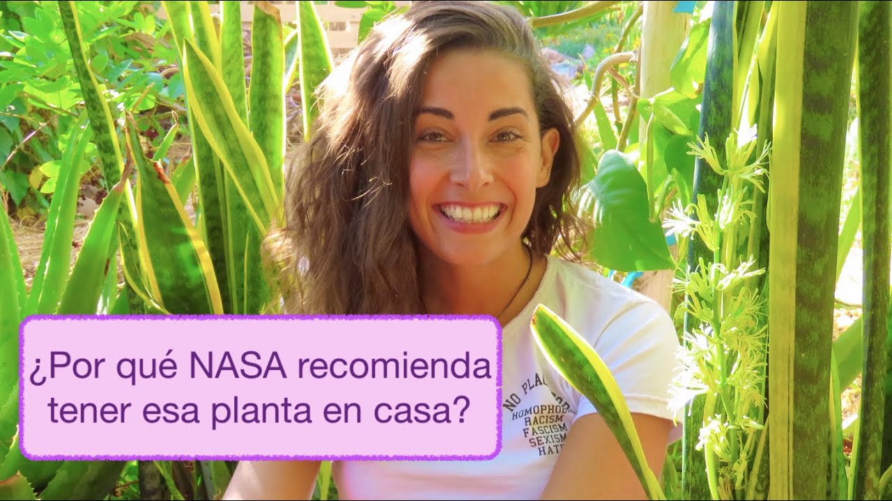 ¡La MEJOR PLANTA para tener en casa!