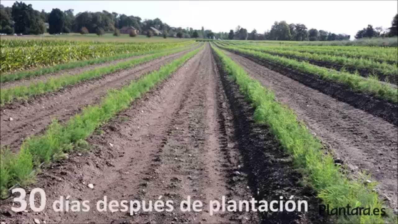 PLANTACIÓN DE PLANTA DE ESPÁRRAGO   PLANTA EN MACETILLA O CEPELLÓN   VIVEROS PLANTARA