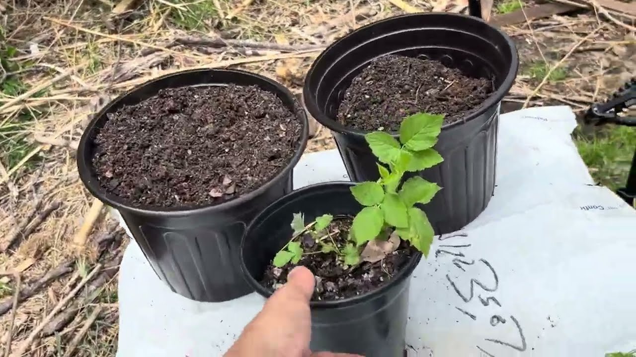 Propagating Black Raspberry Plants 8/25