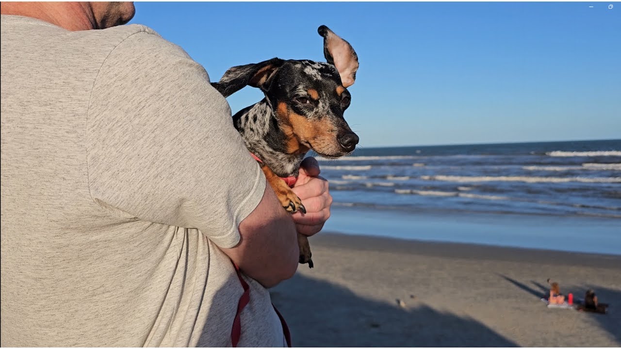 Nossa experiência final com uma Mini Dachshund na praia - Parte final 🌊🐾